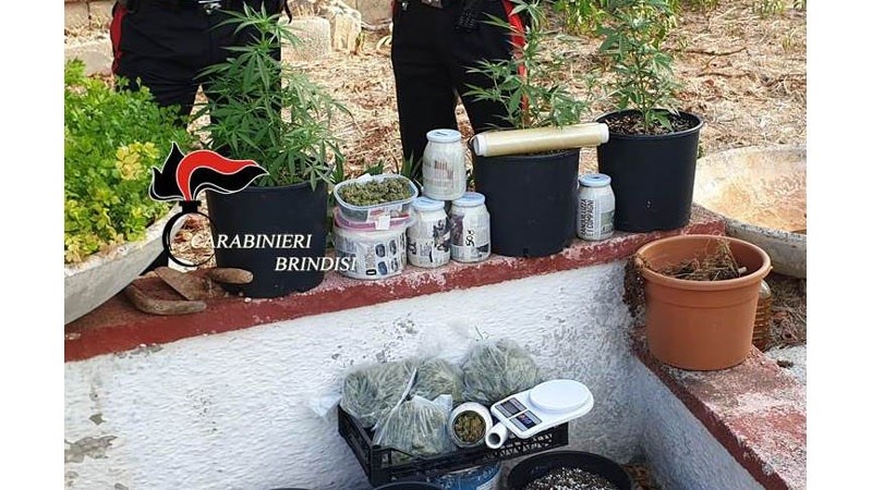 BrindisiSera.it - CeglieSera,  Ceglie  Messapica. Conviventi coltivano e detengono occultati presso l’abitazione rurale marjuana, arrestati.